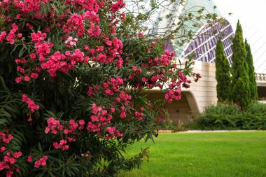 Parktaki güzel çalı çiçekleri