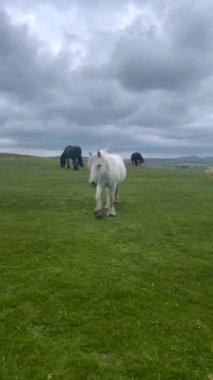 Beyaz midilli İngiltere tepelerinde yürüyor.