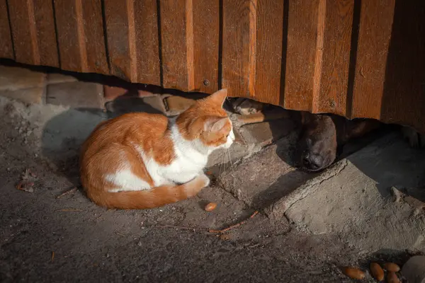 Küçük kedicik kızgın köpeği kokluyor.