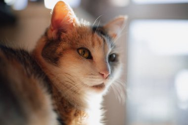 Güzel kırmızı kedi yakın çekim