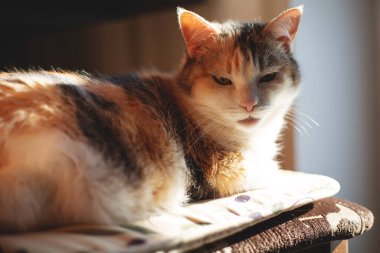 Güzel kırmızı kedi yakın çekim