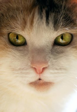 güzel bir kedi yakın