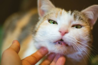Bir adamın eli kediyi okşuyor.