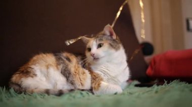 Şirin kedi, parlak oyuncakla oynuyor.