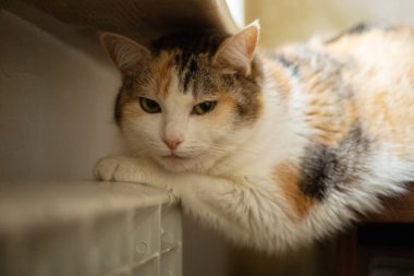 Kedi patilerini radyatörde ısıtır.