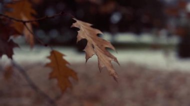 Sonbahar geldi! Soğuk bir kış gününde rüzgarda sallanan altın meşe yapraklarının yakın çekimi.