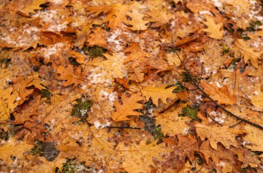 Yerde ıslak sarı yapraklar