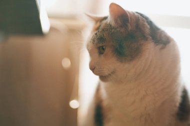 Sinema ışığında güzel bir kedi