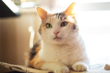 Güneş ışığında oturan sevimli kedi.