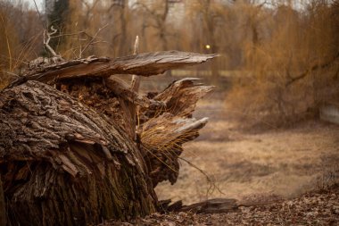 Büyük bir ağaç gövdesi kırılmış.