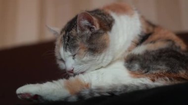 Evcil bir kedi kendini yıkar.