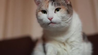 Evcil bir kedi kendini yıkar.