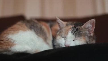 Evcil kedi evde kestiriyor.