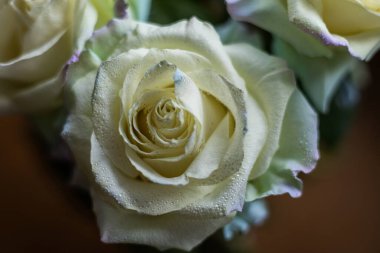 Beyaz bir gülün üzerine su damlıyor.