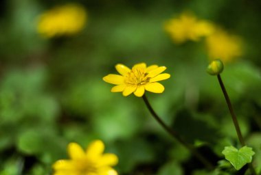 Arkaplan için bokeh ve bahar çiçekleriyle yeşil manzara