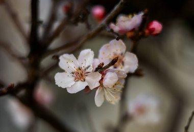 Çiçek açan bahar mevsimi. kiraz çiçeği..