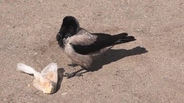 Bir karga çöpü karıştırır.