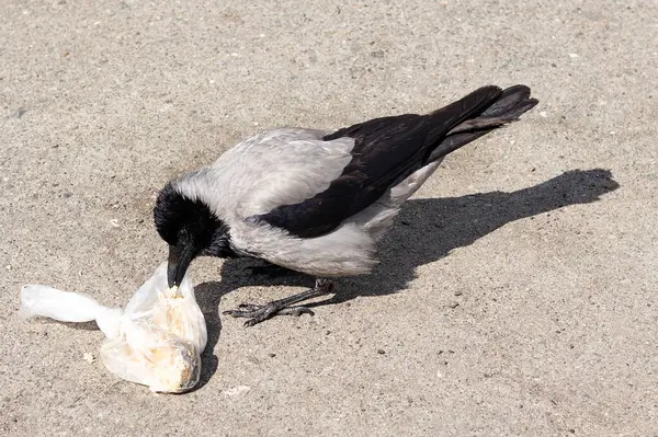Akıllı karga şehir merkezindeki bir çöp kutusundan çöp topluyor. Çöp ve hayvanlarla ilgili sorun
