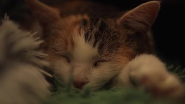 Evde uyuyan sevimli kedi.
