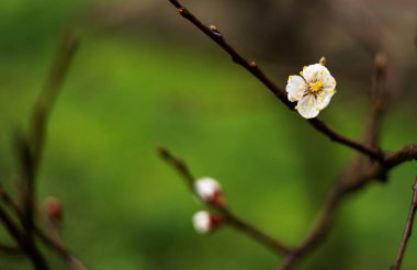 İlkbaharda açan kayısı dalı