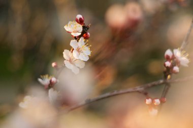 İlkbaharda açan kayısı dalı