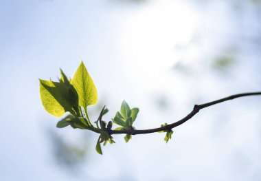 Bahar, doğa duvar kağıdı. Genç ağaç yaprakları ve tomurcukları yakın plan. Dallarda yeni yapraklar belirir.