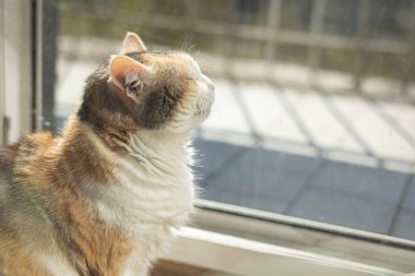 Kedi pencerenin kenarında güneşin tadını çıkarıyor.