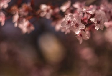 Kiraz çiçekleriyle pembe arka plan. Bahar doğası çiçeği arka planı