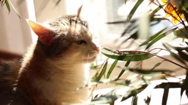 Kedi güneşte kendini tımar ediyor. Kedi pençelerini yalıyor, yüzünü ve kulaklarını yıkıyor..