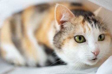 Güzel yerli üç renkli kedi avı