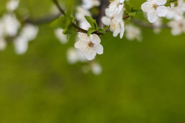 Yeşil arka planda çiçek açan beyaz kayısı.