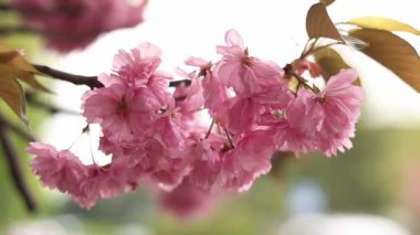 Baharda pembe kiraz çiçekleri