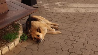 Sokakta uyuyan evsiz köpek.