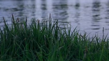 İlkbaharda yeşil çimenler