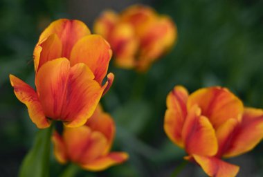 Yeşil arka planda turuncu laleler