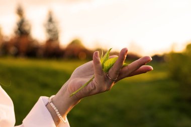 El ele tutuşmak, ağaç dikmek, çevreyi sevmek, doğayı korumak.
