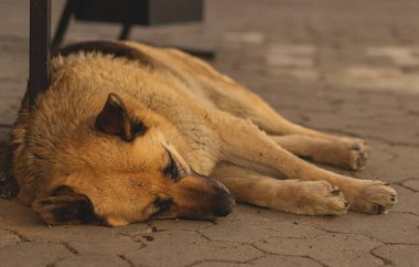 Sokakta uyuyan evsiz köpek.