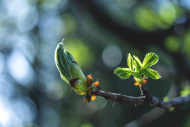 Baharın başında, kestane tomurcuğundan çok sayıda küçük yaprak çıkar.