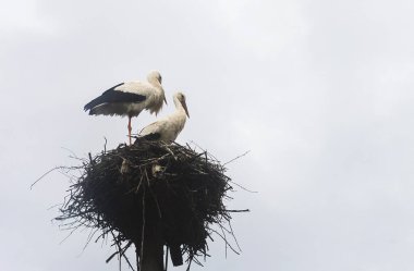 Beyaz leylekler yuvada duruyor