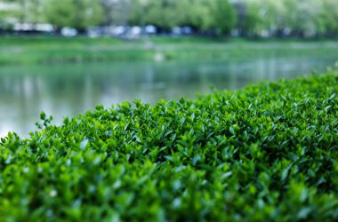 Yeşil bahar arka planı. Bush ve Nehir