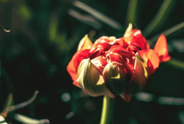 Yeşil arkaplanda kırmızı çiçek