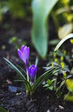 Bahçede güzel mor çan çiçekleri