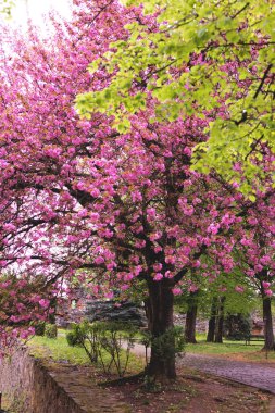 İlkbaharda çiçek açan kiraz ağacı.