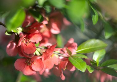 Bir kartpostal için bahar pembe çiçekleri