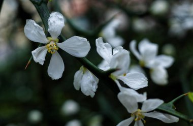Yeşil arkaplanda beyaz çiçek dalı