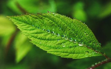 Yaprakların üzerinde temiz şeffaf su damlaları. Yaz mevsimi doğal arka plan.