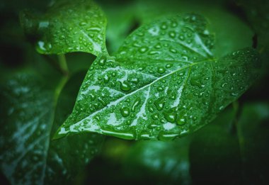 Su yeşil yaprağa düşer. Yağmur ormanları yapraklarına yağmur yağıyor. Doğa konsepti arka planı