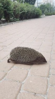 Şehir parkındaki vahşi kirpi..