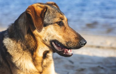 Arka planda deniz olan bir köpek kumsalda uzanıyor.