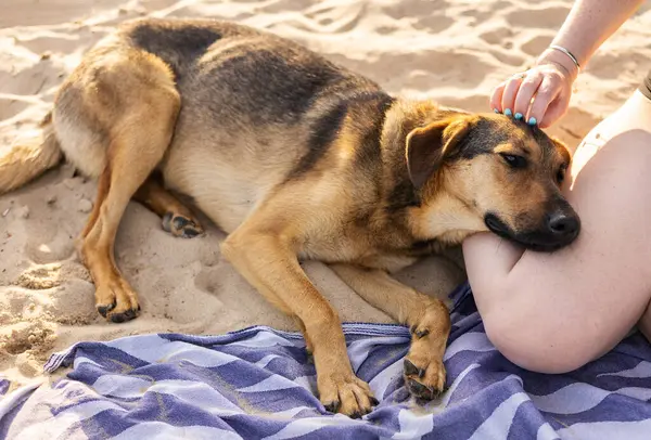 Köpek, insana sarılır.